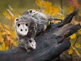 Image result for Opossum Tail