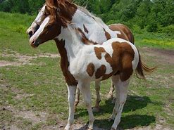 Image result for APHA Paint Horse