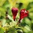 Image result for Weigela CHERRY LOVE