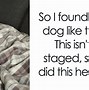 Image result for Weird but Funny Dogs