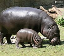 Hippopotamuses 的图像结果