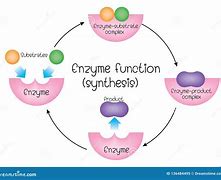 Image result for Enzyme Synthesis