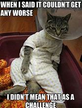 Image result for Sick Cat Funny