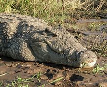 Image result for Gustave Crocodile Toy
