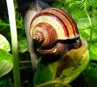 Image result for Organism Snail
