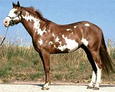 Image result for Paint Horse Names