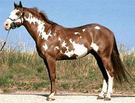 Image result for Paint Quarter Horse