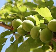 Image result for What Is a Green Plumcot