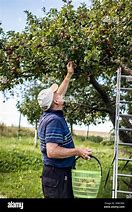 Image result for Fruit Picking 100 Yeal Old
