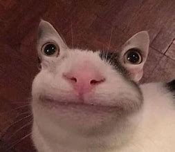 Image result for Cat with Eyes in Ears