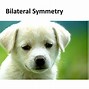 Image result for Symmetry in Animals