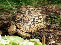 Image result for Geochelone pardalis