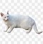 Image result for White Cat Transparent