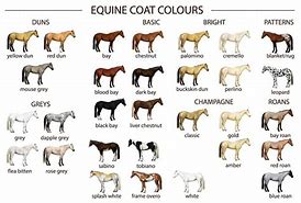 Image result for Belgian Draft Horse Coat Colors