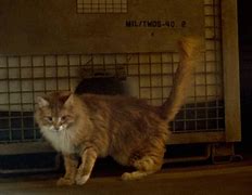 Image result for Hunger Games Buttercup Cat