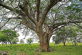 Image result for Guanacaste Baum