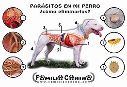 Image result for Parasitos En Los Perros
