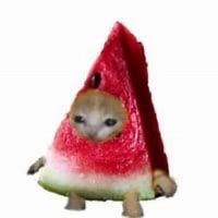 Image result for Lettuce Cat Meme