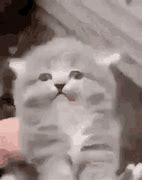 Image result for Glitch Cat GIF