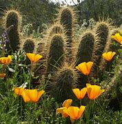 Image result for Arizona Flowers