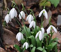 Image result for Galanthus Starling