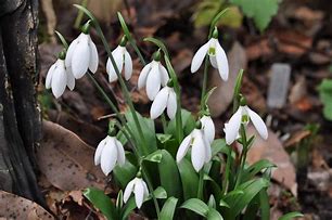 Image result for Galanthus Courteenhall
