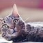 Image result for Cat Laying Down Background