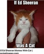 Image result for Regato Cat Meme