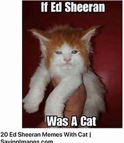 Image result for Safety Cat Meme