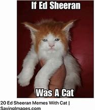 Image result for Attic Cat Meme