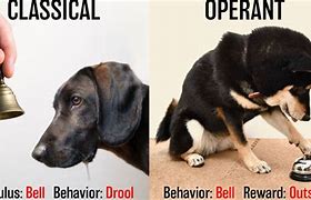 Image result for Difference Between Classical and Operant Conditioning