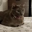 Image result for This Cat Is Not Chillin