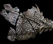 Image result for fossilized