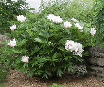 Image result for Paeonia itoh Cora Louise