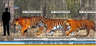 Image result for World Largest Tiger