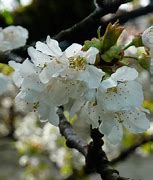 Image result for Prunus avium Bigarreau Blanc et Rose