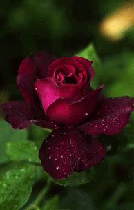 Image result for Rose Pic. iPhone