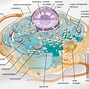 Image result for The Smallest Unicellular Eukaryotic Cell
