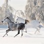 Image result for Free Winter Horse Screensavers