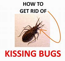 Image result for Kissing Bug Trap
