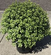 Bildergebnis für Pittosporum tenuifolium Golf Ball