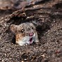 Image result for Funny Surprised Animals