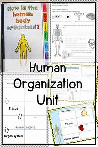 Image result for Organization of the Human Body Worksheets