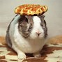 Image result for Pancake Rabbit Meme