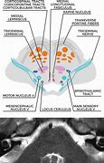 Image result for Nuclei of Medulla and Pons