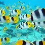 Image result for Apple Fish Wallpaper