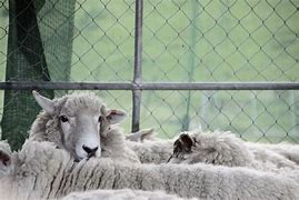 Image result for Sheep Waiting