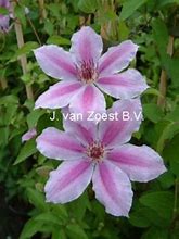 Image result for Clematis Girenas