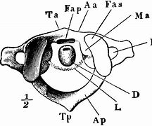 Image result for Atlas Vertebrae Cat Ventral Iew