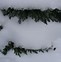 Image result for Juniperus squamata Tropical Blue